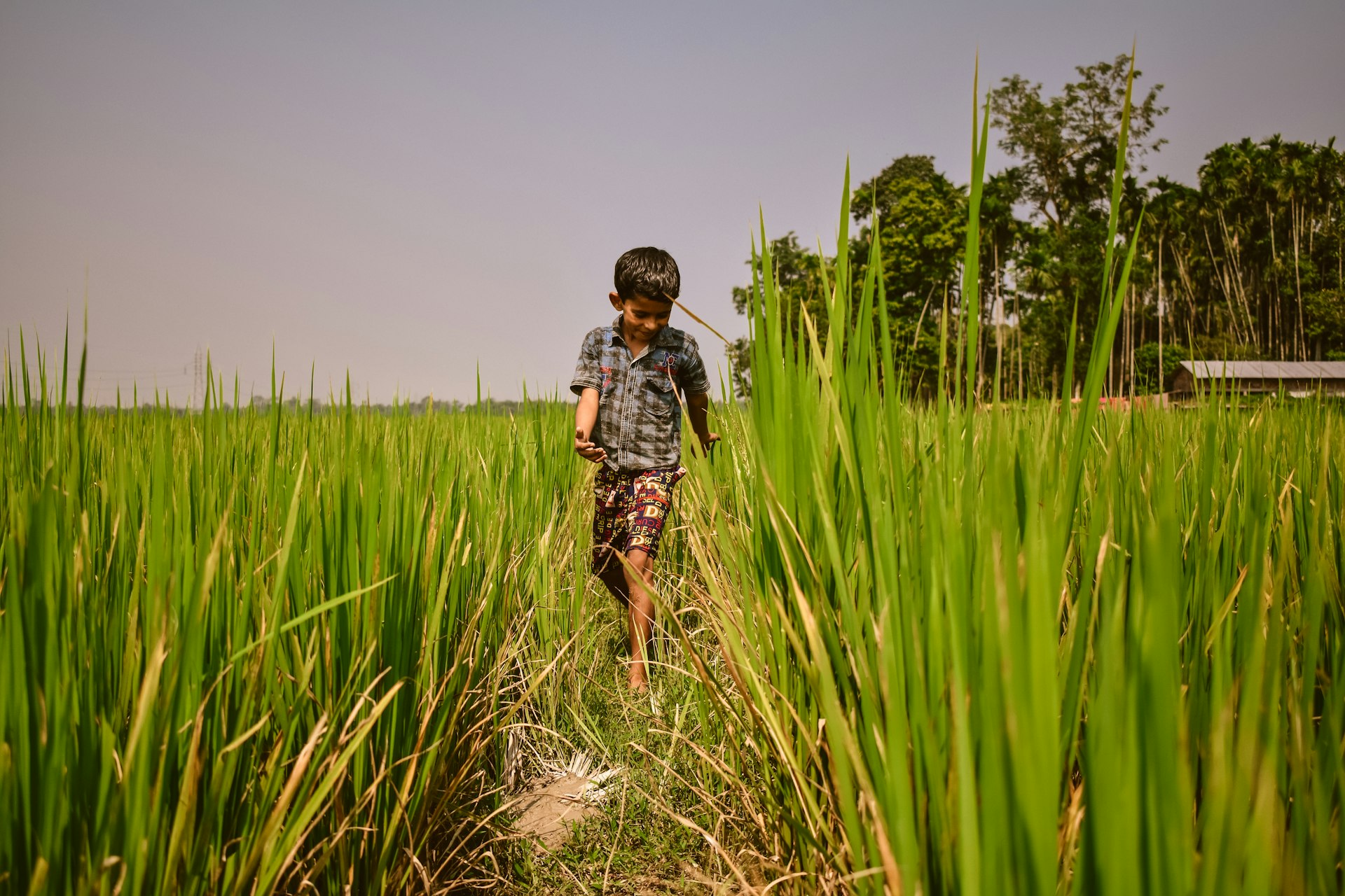 boy wearing grey plaid shirt walking on the grass field